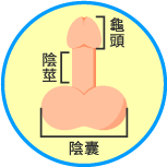 龜頭 陰莖 陰嚢